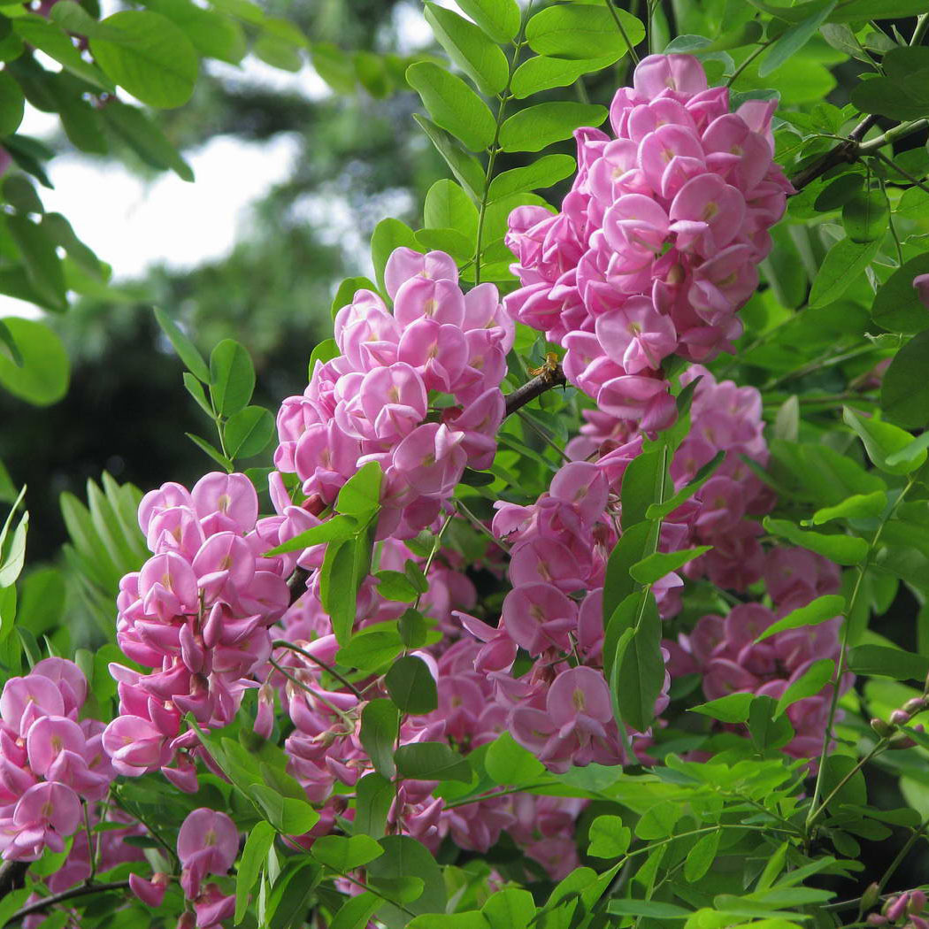 基地直销常年供应香花槐 量大优惠 价格便宜