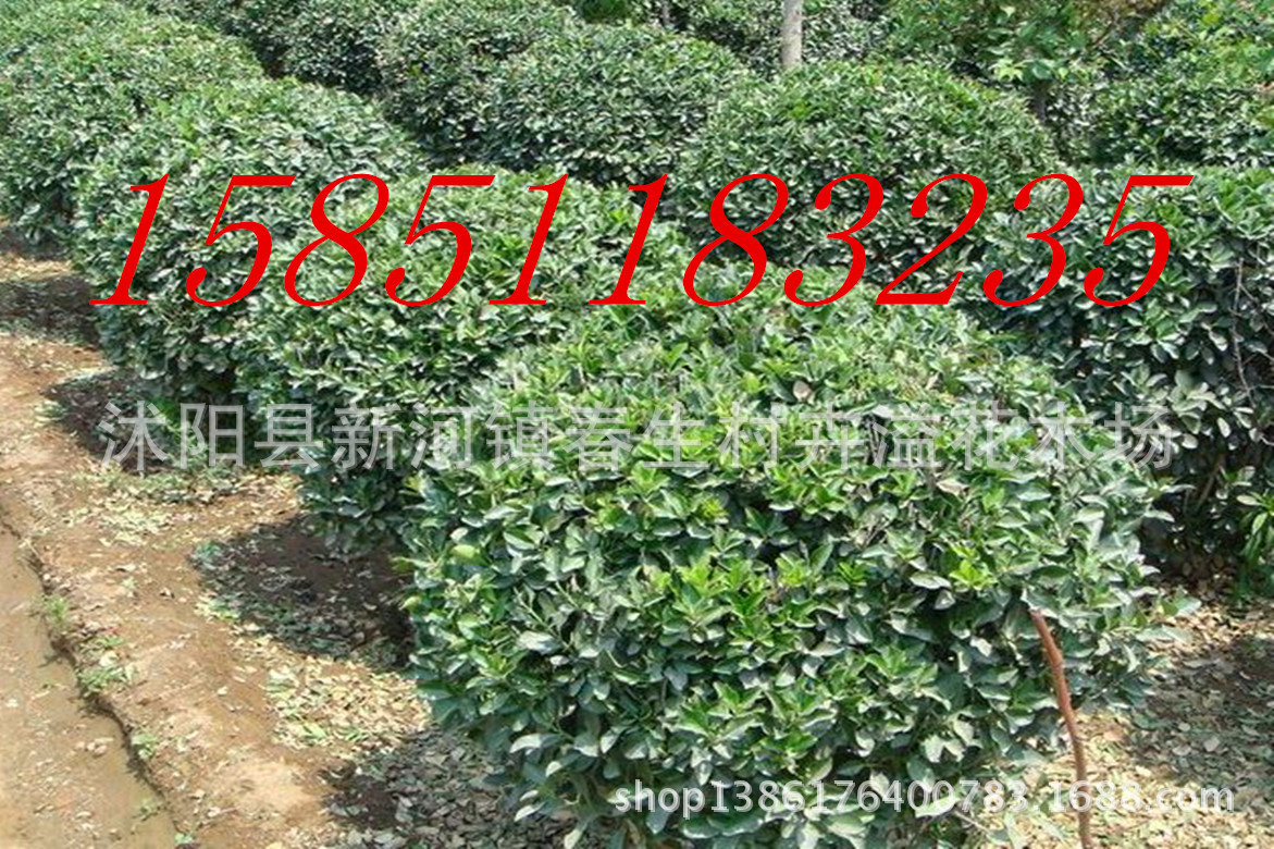 1118020297_1961927081