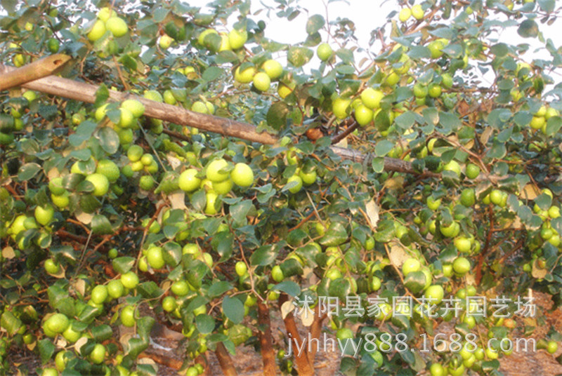 果树-果树苗 台湾大青枣国内现在优品种 枣树