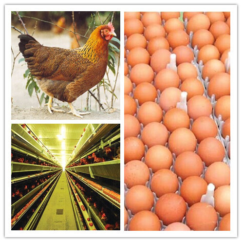 蛋鸡组