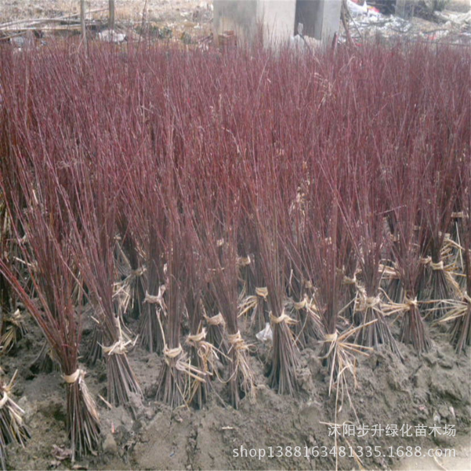 供应园林绿化美国红枫小苗 红枫苗 日本红枫小