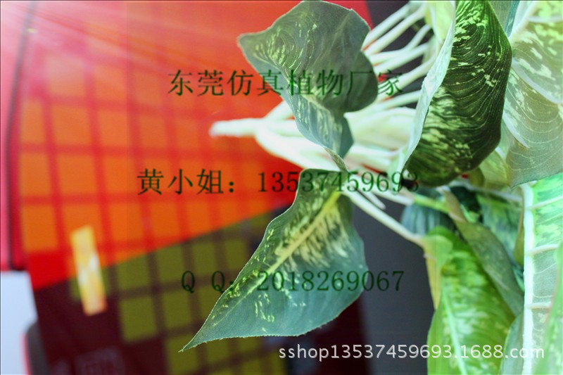 半点银河 小 (4)