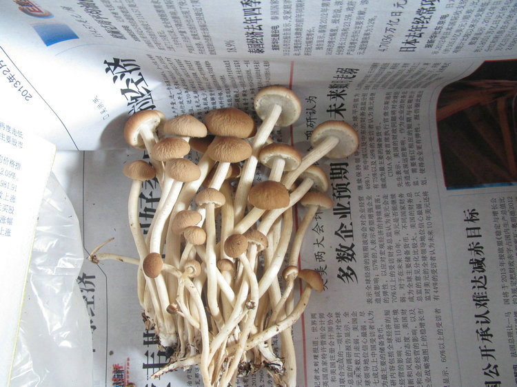 所售产品均可享受7天无理由退换货,假一赔三,让你购的舒心,吃的安心