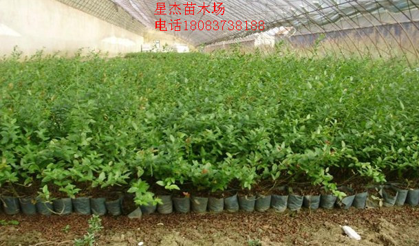 种苗、种子、种球-出售 美国 蓝丰蓝莓 适合北