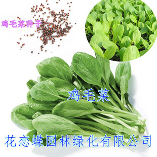 庭院菜园鸡毛菜 阳台草坪家庭盆栽种菜 蔬菜菜籽 四季播