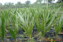 海枣树苗_海枣树苗批发_海枣树苗供应