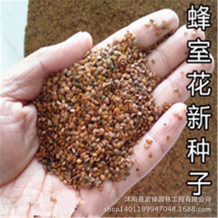 基地优质精选 观花种子 蜂室花种子 阳台盆栽耐寒 低价批发