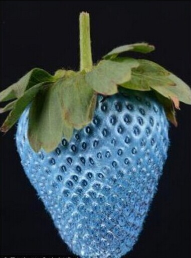 水果种子 蓝草莓种子 甜蓝莓 过大 甜美可口 美观 图片_高清大图 - 阿里巴巴