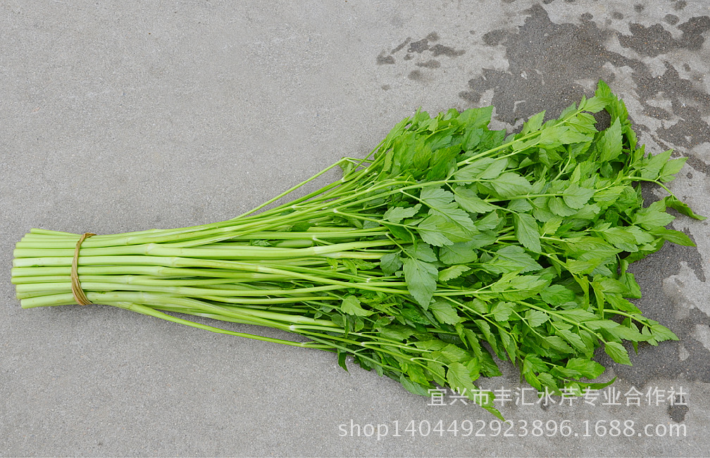 水芹 芹菜 宜兴水芹 陶都牌 带叶夏芹零售 批发