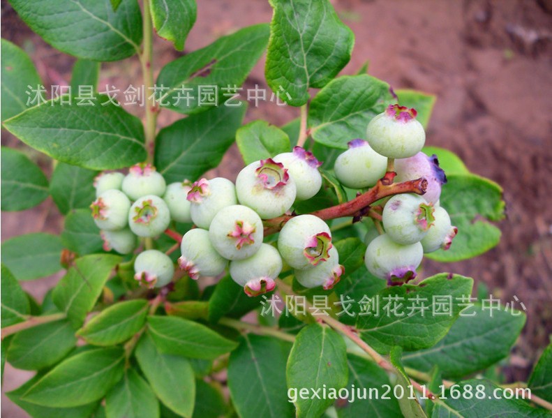 果树-热销 果树苗 蓝莓苗 盆栽 带原土发货保证