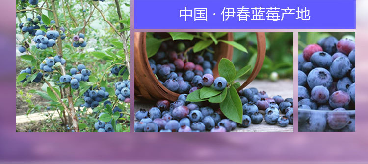 东北特产 森骄蓝莓果干零食 罐装休闲食品 大兴安岭野生蓝莓果干