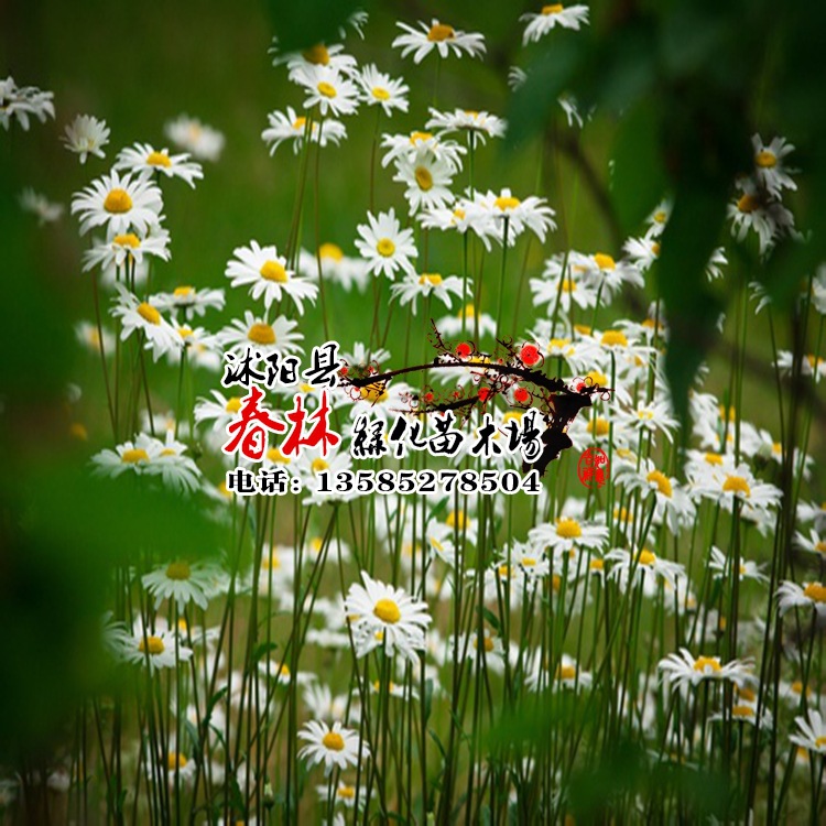 种中文名:雏菊 chú jú   英文名 :daisy, common daisy