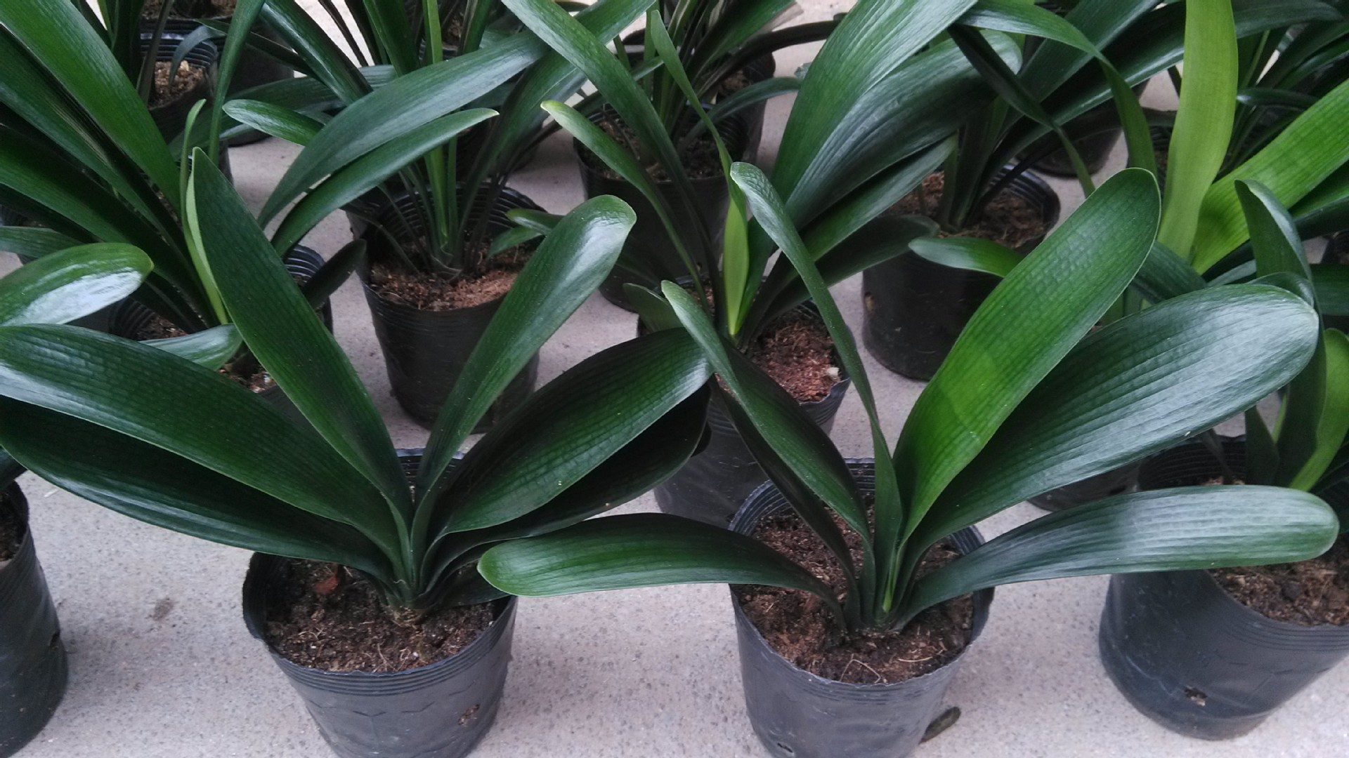 室内花卉_绿植盆栽君子兰基地批发室内高优质