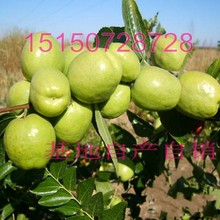 缅甸梨花木_缅甸梨花木批发_缅甸梨花木供应