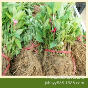 绿化苗木庭院花卉植物红王子锦带小苗 红王子锦带树苗耐寒耐旱
