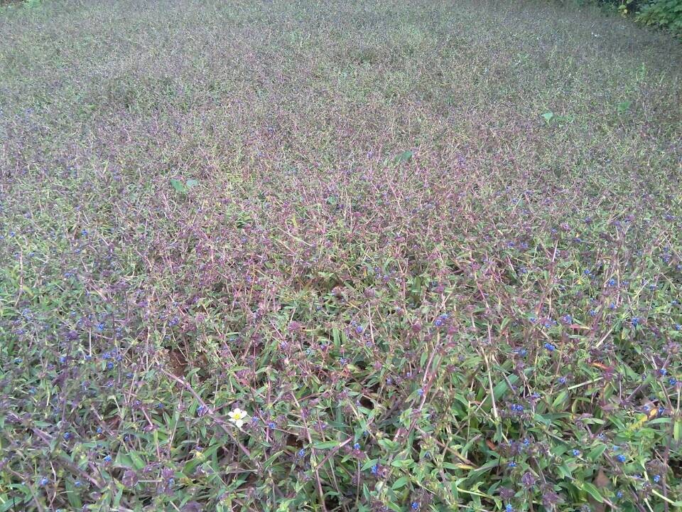 【珍珠露水草,换肺散,鸡冠参,蓝耳草,蛛毛蓝耳草,蛛丝