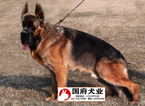芜湖锤系德牧幼犬国府犬舍小德牧