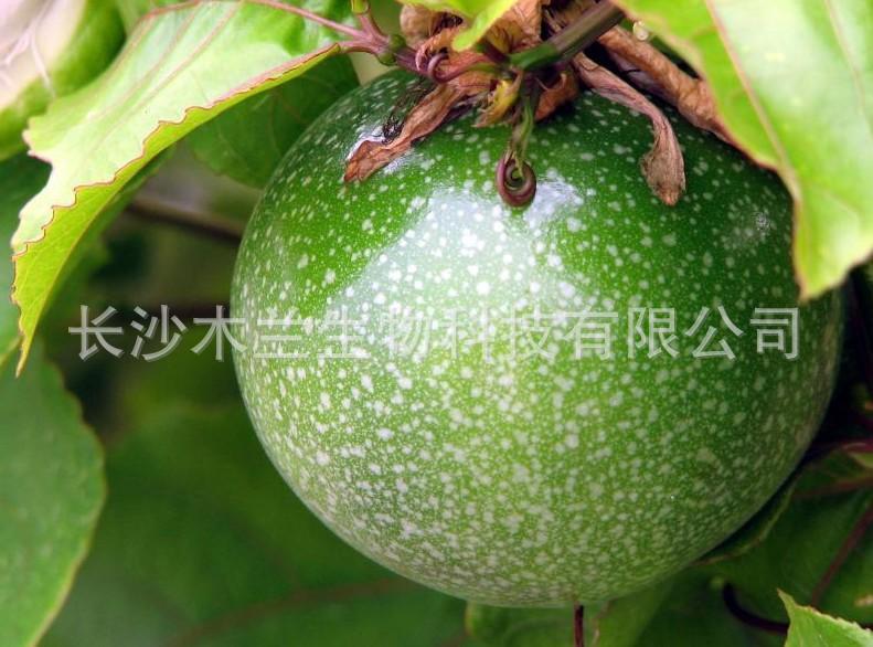 -正品香港安琪C60赋活时空胶囊 祛痘印美白去