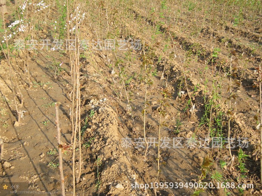 河北供应当年结果苗 嫁接核桃苗 河北嫁接樱桃