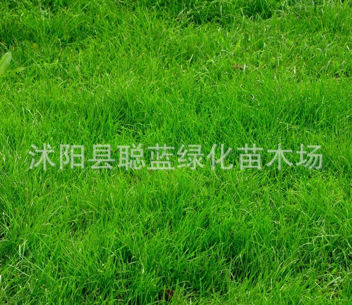 玉龙草 日本矮麦冬 草坪 大量供应正宗玉龙草苗 青叶麦冬草等