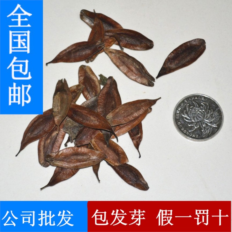 康县中药材农户新采收杜仲籽,无任何杂质苗圃专用产地直销纯野生
