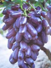 无核黑美人_无核黑美人批发_无核黑美人供应