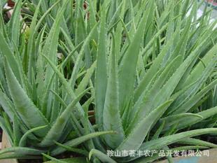 仙人掌及多浆植物-芦荟叶花卉种子种苗批发 正