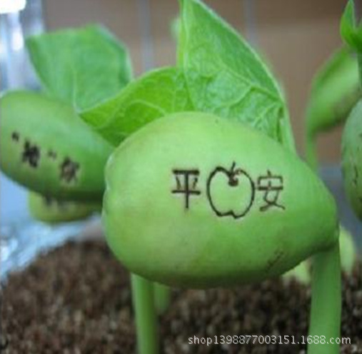 开心农场盆栽 创意迷你植物 花草 种植 栽培 爱情 魔豆种子