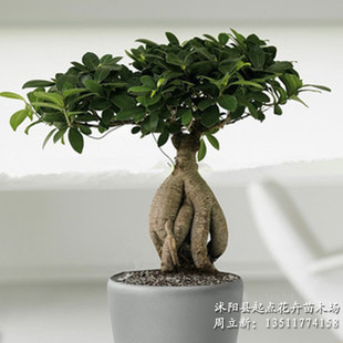 热销懒人植物 小榕树盆栽 千姿百态办公室创意绿植 量大从优