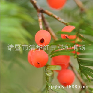 2014年红豆杉鲜果,养生果实,红豆杉果泡酒,抗癌防癌首选