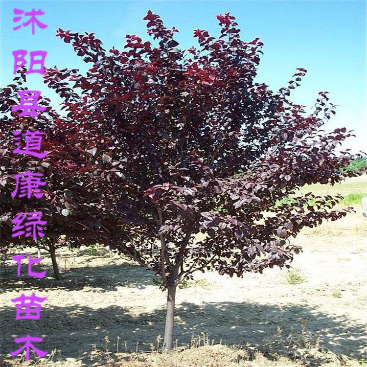 灌木-紫叶稠李 绿化苗木 厂家低价直销 欢迎前