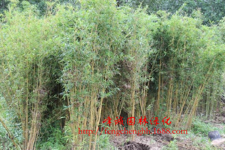 竹类植物-批发销售 毛竹苗 竹类植物 大毛竹苗