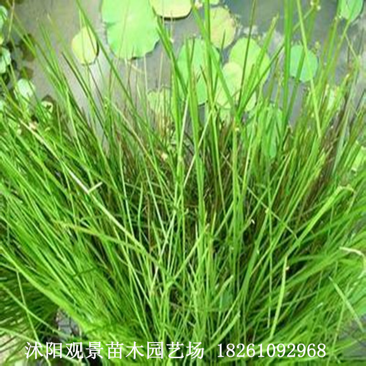 供应 水生浅水植物 金叶苔草 景观 金叶苔草基地