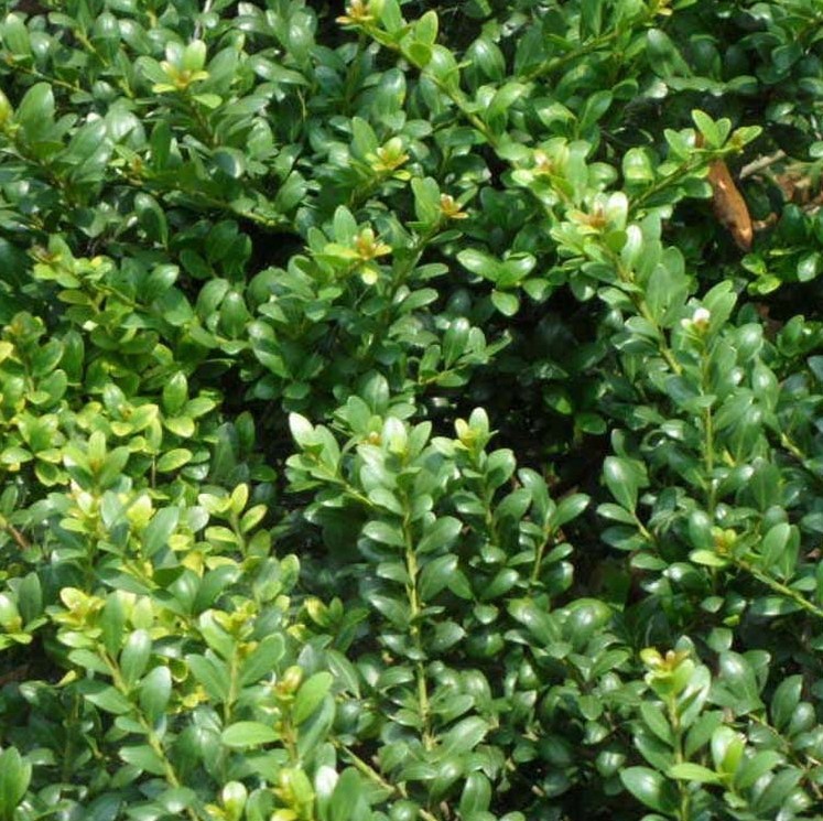 苗圃直销 龟甲冬青球 庭院美化绿篱植物 常绿灌木