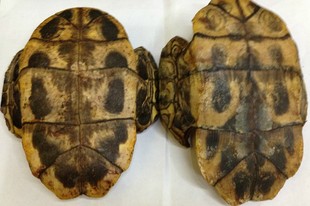 动物原药材-中药材 龟板 龟甲 另有炙龟板 500克