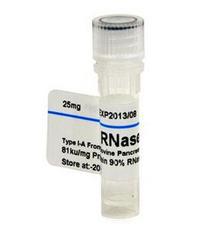 核糖核酸酶 A;Ribonuclease A (RNase A, ≥