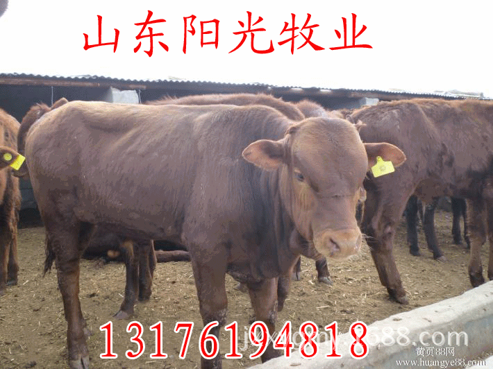 dcc2291eb8743ab7