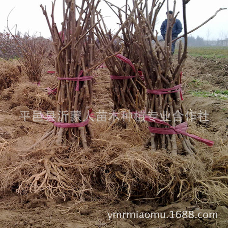 果树苗木批发 盆栽地栽爬藤嫁接猕猴桃苗 金香