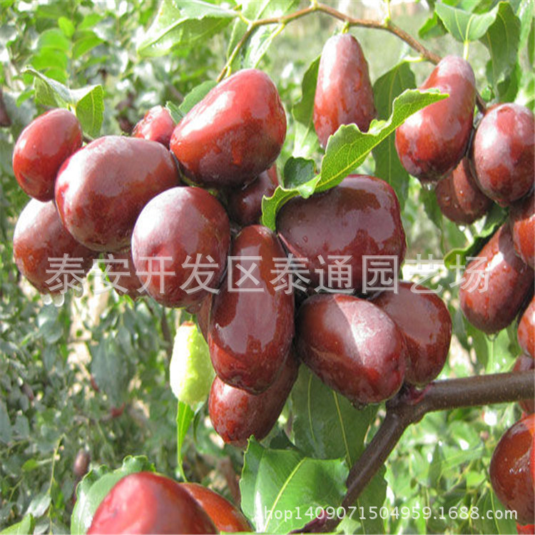 厂家直销枣树苗 现货供应抗病害枣树苗 冬枣 雪