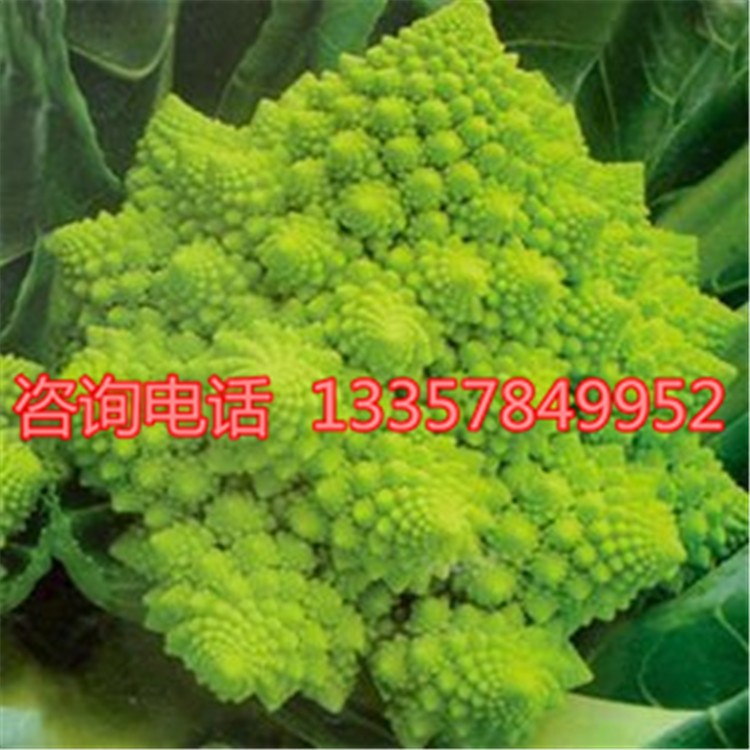 【绿塔花椰菜袋装种子阳台盆栽庭院种植 家庭