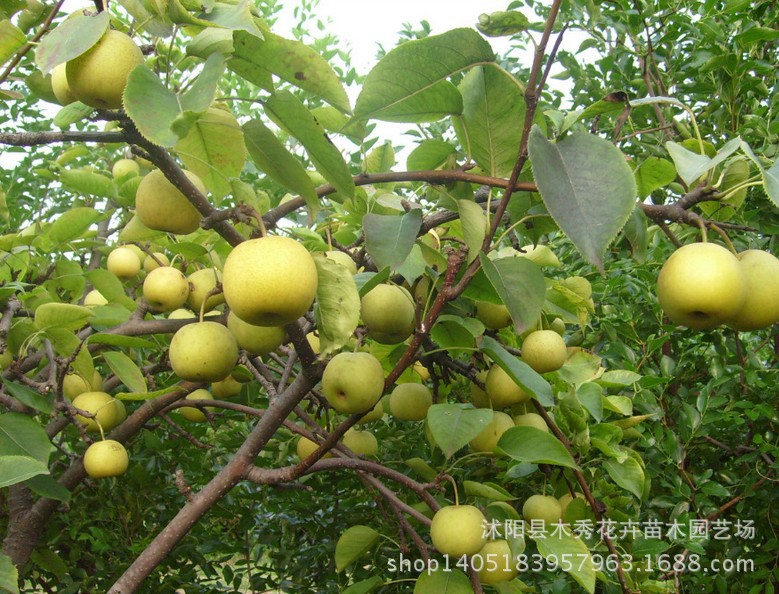 梨子树种子 梨的果实通常用来食用,不仅味美汁多,甜中带酸,而且营养