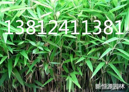 批发供应直径1-8cm狭叶倭竹,耐寒性强,对土要求不严,喜光耐阴