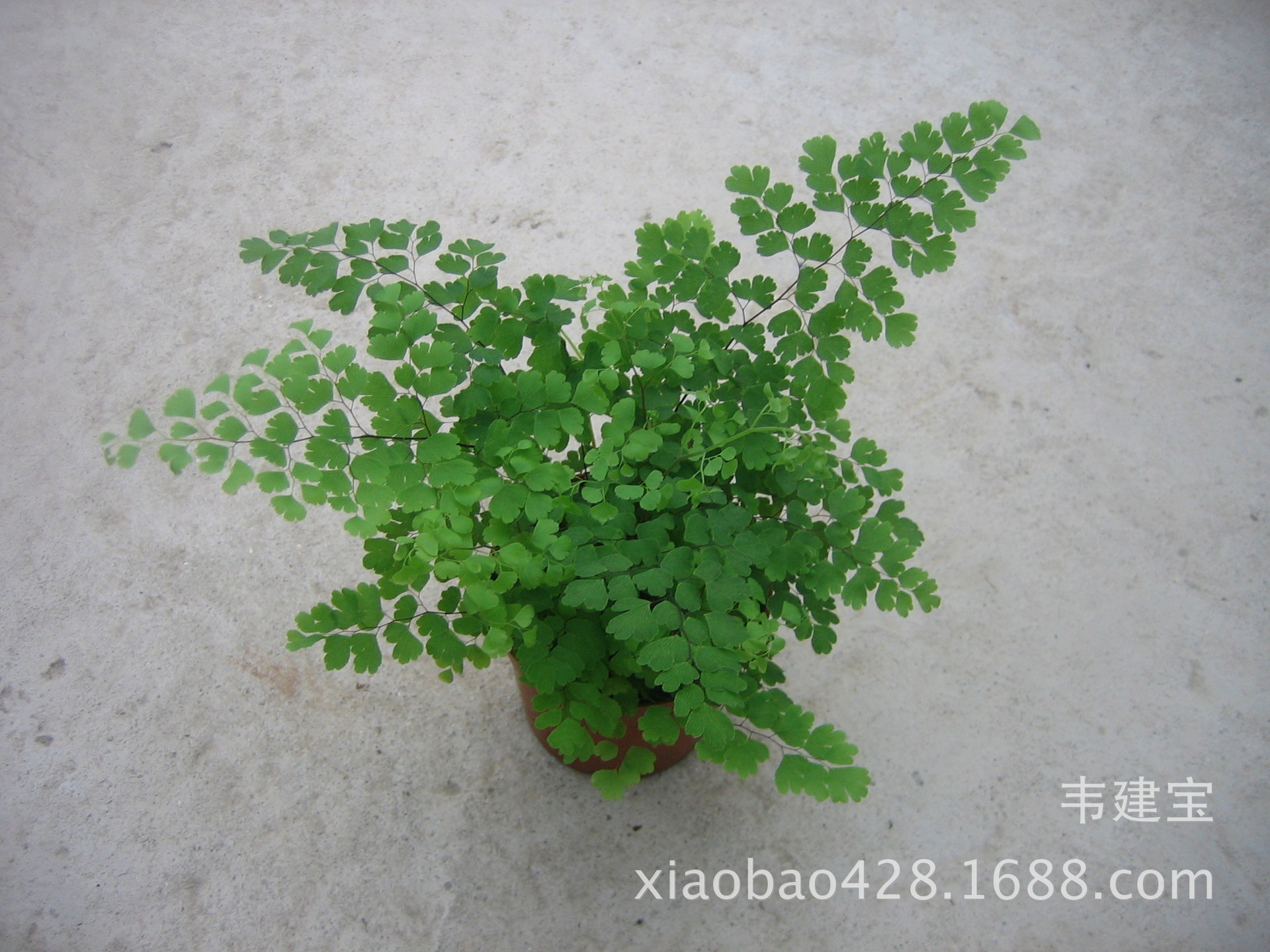 蕨类植物-大量低价室内绿植铁线蕨A90杯 广州