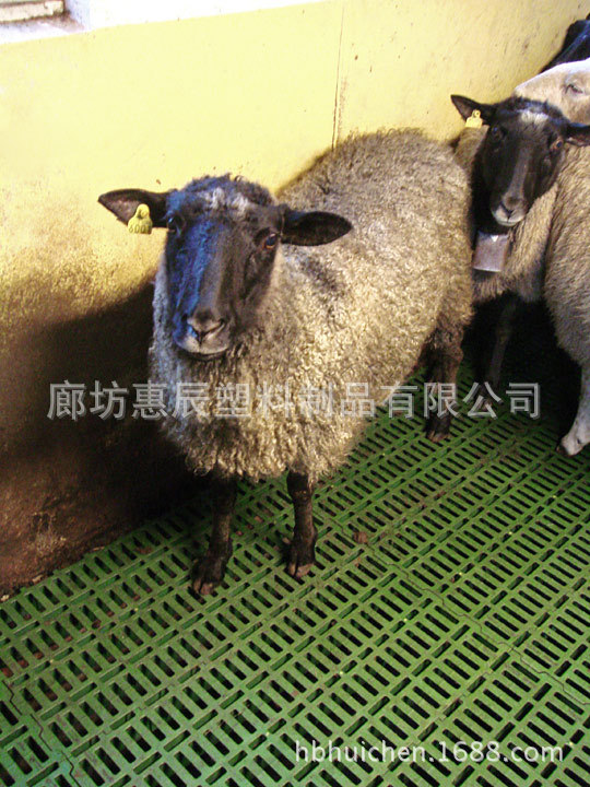 塑料羊床—规模化标准化羊场首选