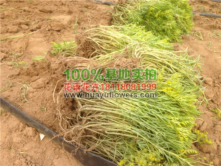 佛甲草苗图片 佛甲草苗图片