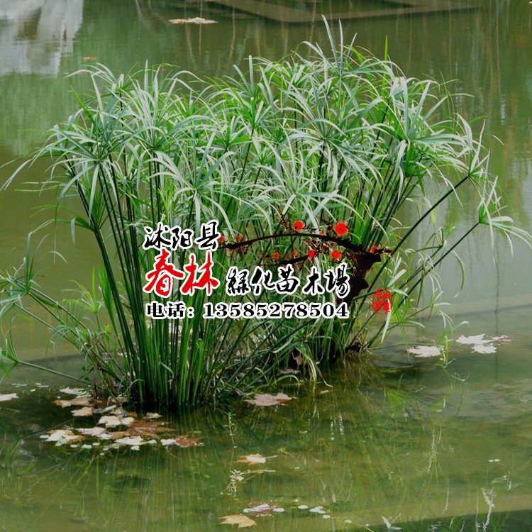 供应水生植物-旱伞草 又名水棕竹 风车草 伞草 水景绿化