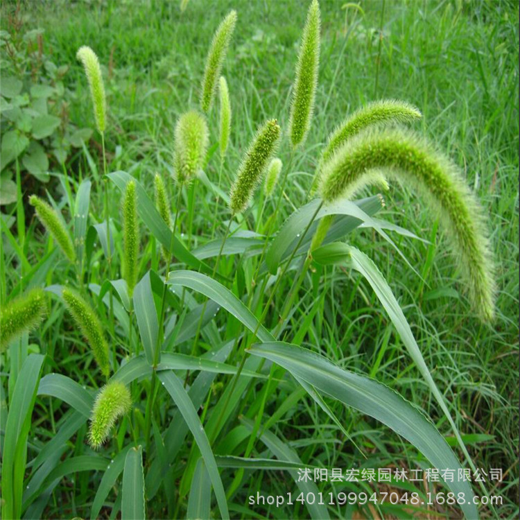 基地批发优质精选护坡观赏 狗尾巴草种子 狗尾草种子 芮草种子