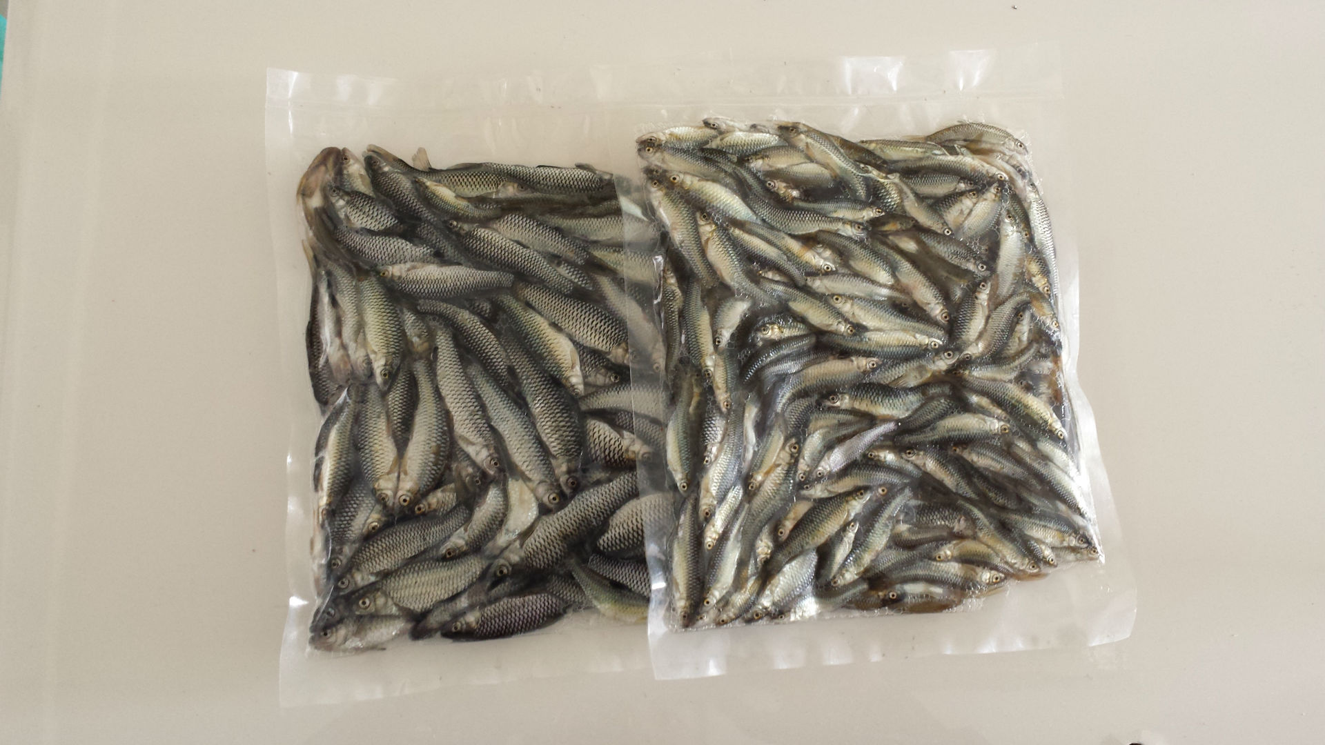 淡水鱼-十斤以上大淡水鱼--阿里巴巴采购平台求