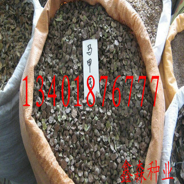 种苗、<em>种子</em>、种球-2014供应优质马甲子苗、马