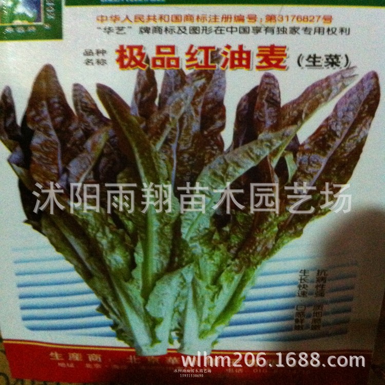 蔬菜种子含花青素的有机紫色蔬菜生菜种子极品